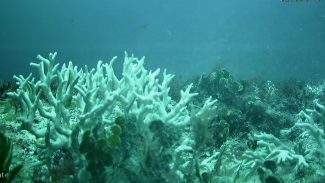 Edital do BNDES destina R$ 43 milhões para proteção de ilhas oceânicas