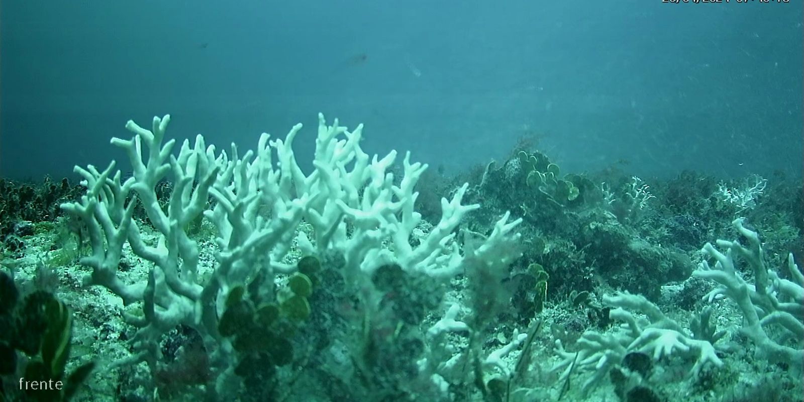 Edital do BNDES destina R$ 43 milhões para proteção de ilhas oceânicas Edital do BNDES destina R$ 43 milhões para proteção de ilhas oceânicas