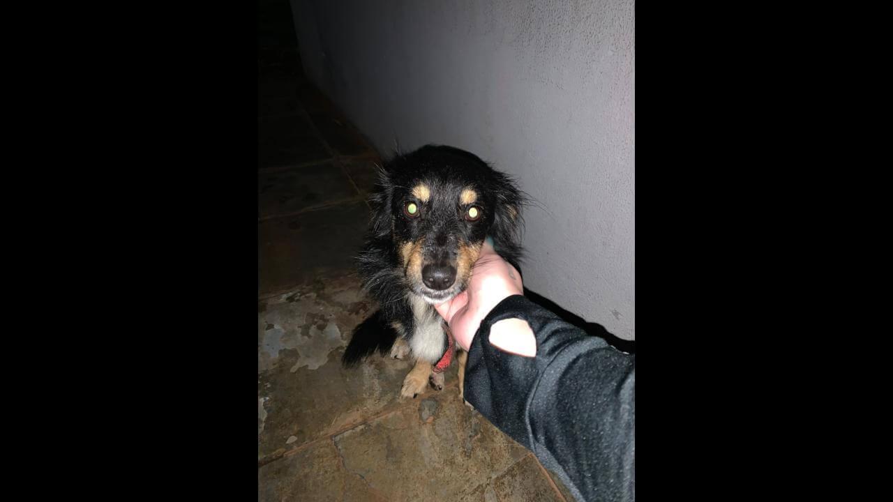 Cachorro é encontrado no bairro Country