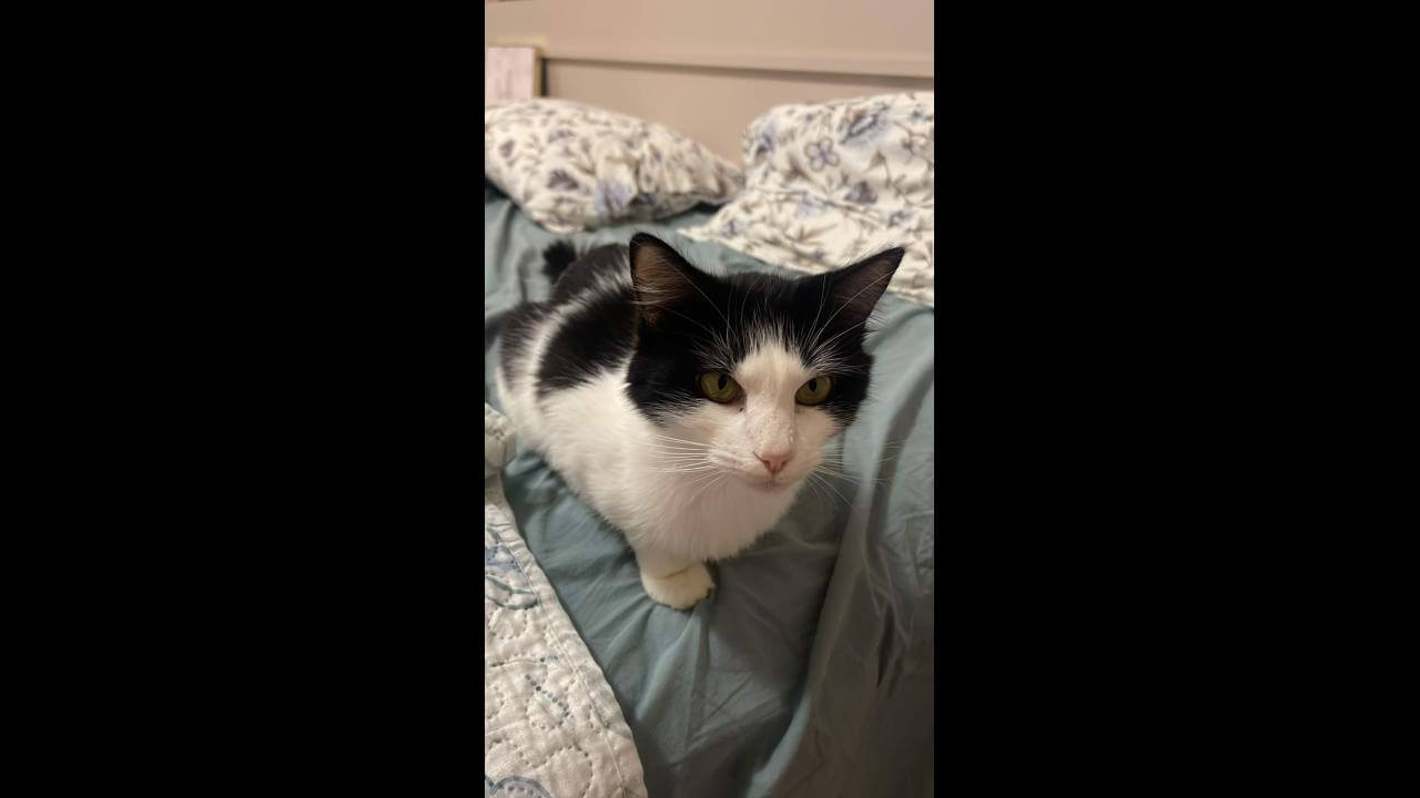 Gata Beca desapareceu no bairro Parque São Paulo