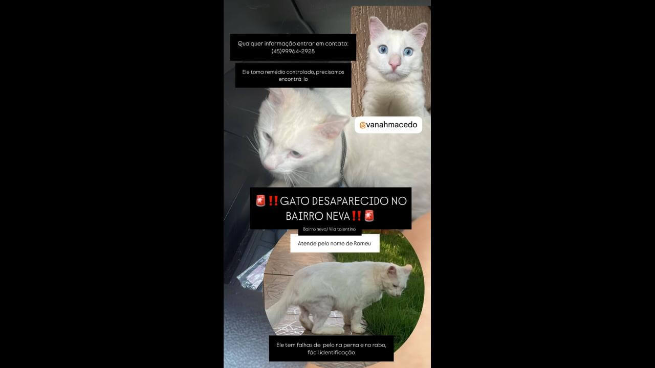 Gato Romeu desapareceu no bairro Vila Tolentino