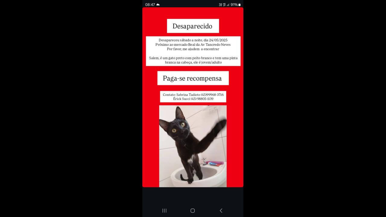 Gato Salem desapareceu no bairro Alto Alegre Gato Salem desapareceu no bairro Alto Alegre