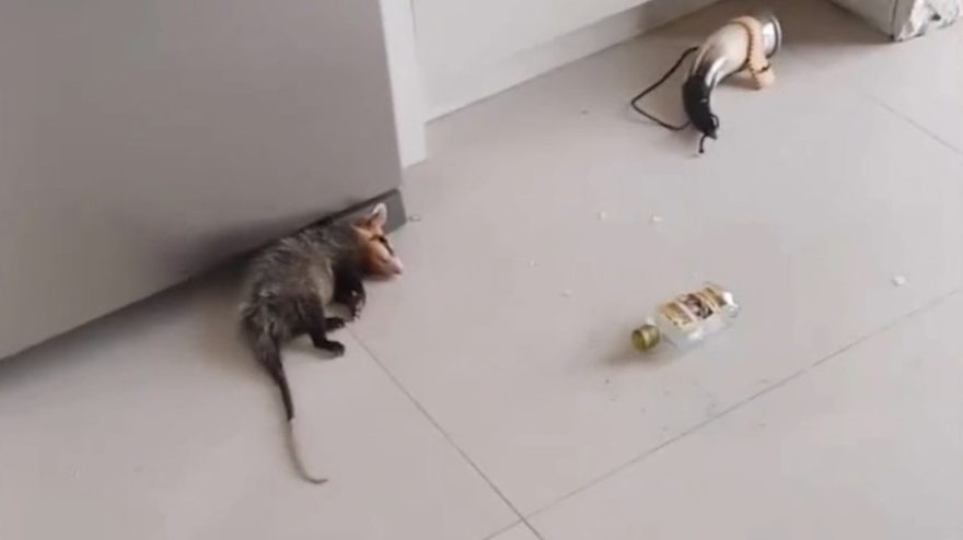 Gambá invade casa, enche a cara de cachaça e apaga na cozinha; “bebendo para esquecer a morena”