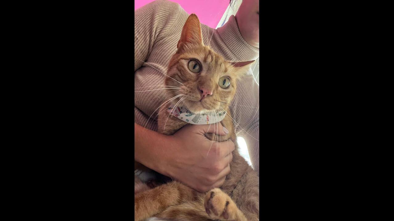 Gato é encontrado no bairro Santa Cruz