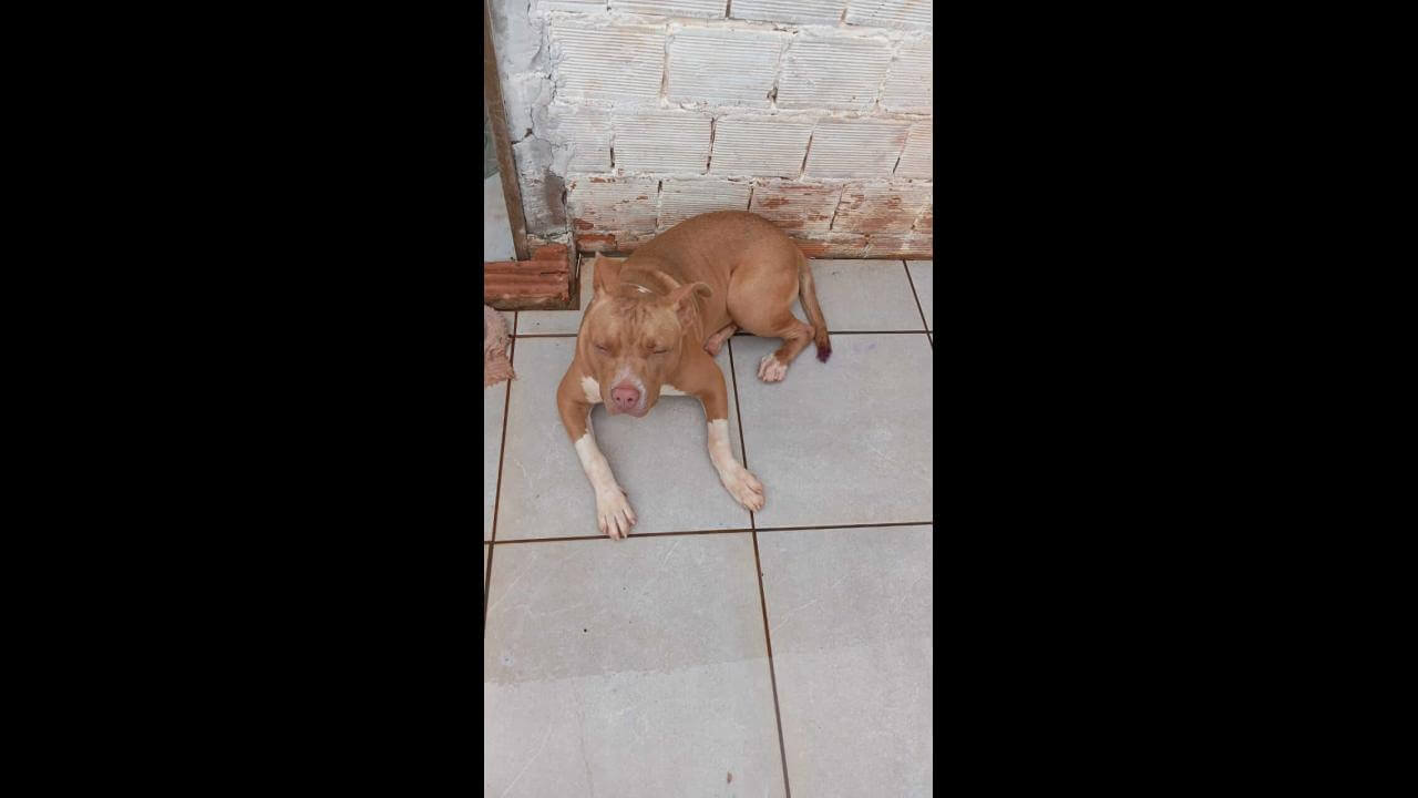 Cachorra desapareceu no bairro Clarito