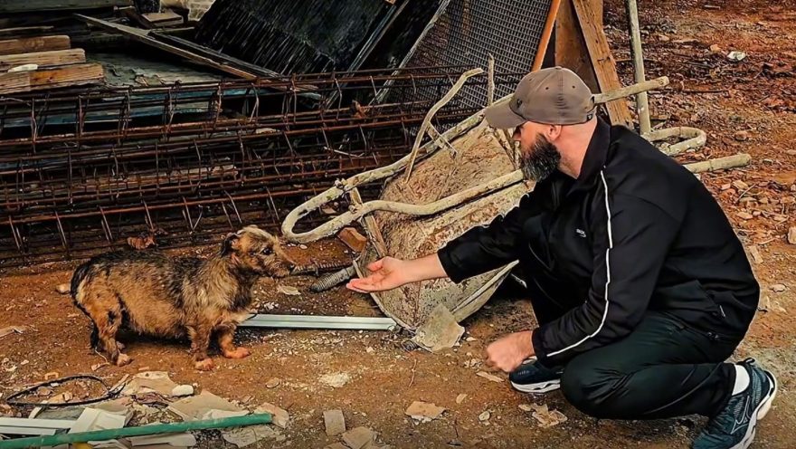 Vereador salva cachorra grávida e procura adoção responsável