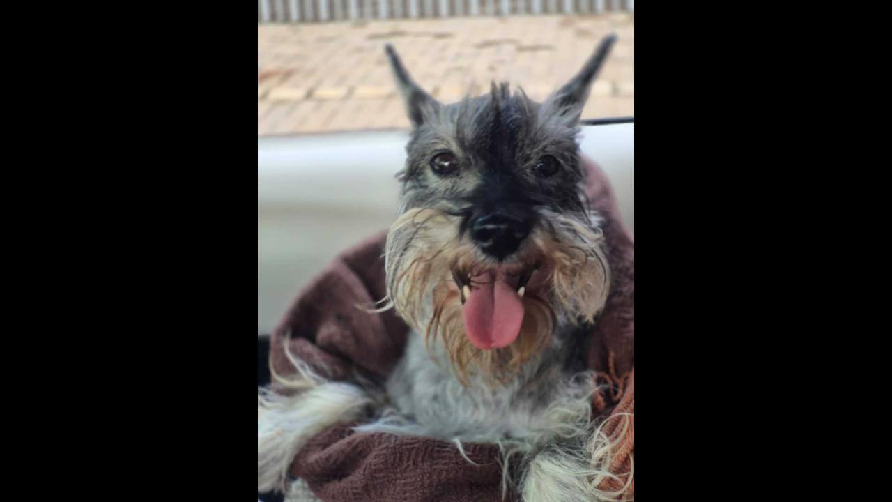 Cachorra é encontrada no bairro Coqueiral