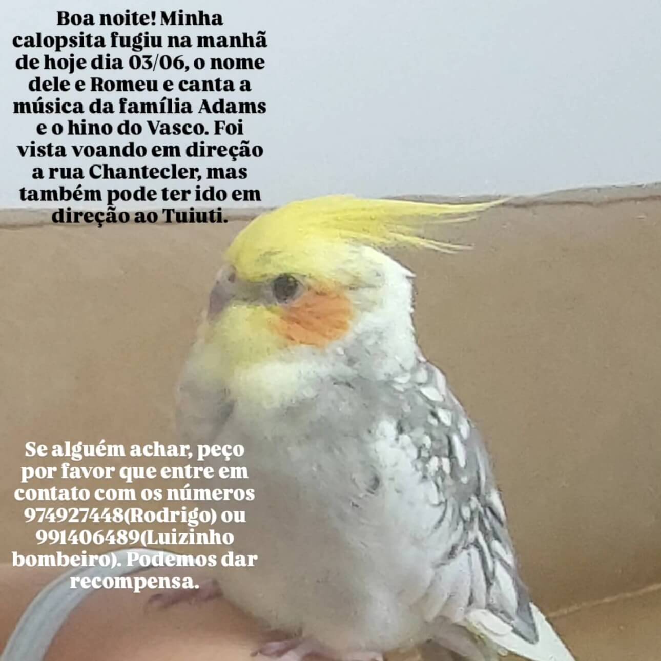 Calopsita Romeu desapareceu no bairro São Cristóvão Calopsita Romeu desapareceu no bairro São Cristóvão
