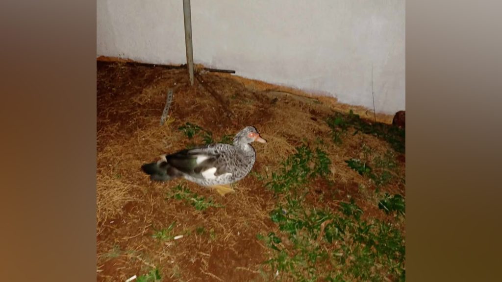 Quem perdeu um pato? Internauta localiza pato no Parque São Paulo