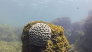 Unesco reconhece projeto brasileiro que busca preservar corais em PE