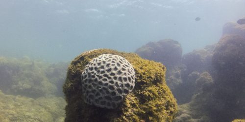 Imagem referente a Unesco reconhece projeto brasileiro que busca preservar corais em PE