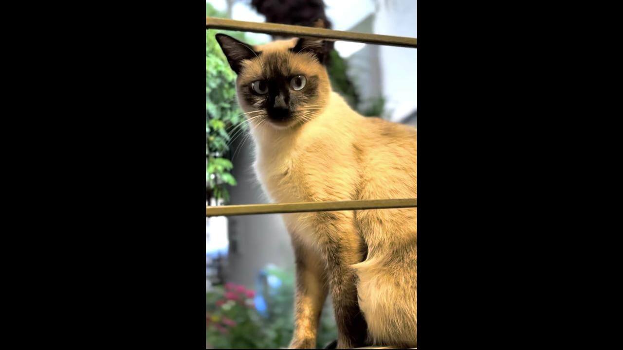 Gata Dora desapareceu no bairro Parque Verde Gata Dora desapareceu no bairro Parque Verde