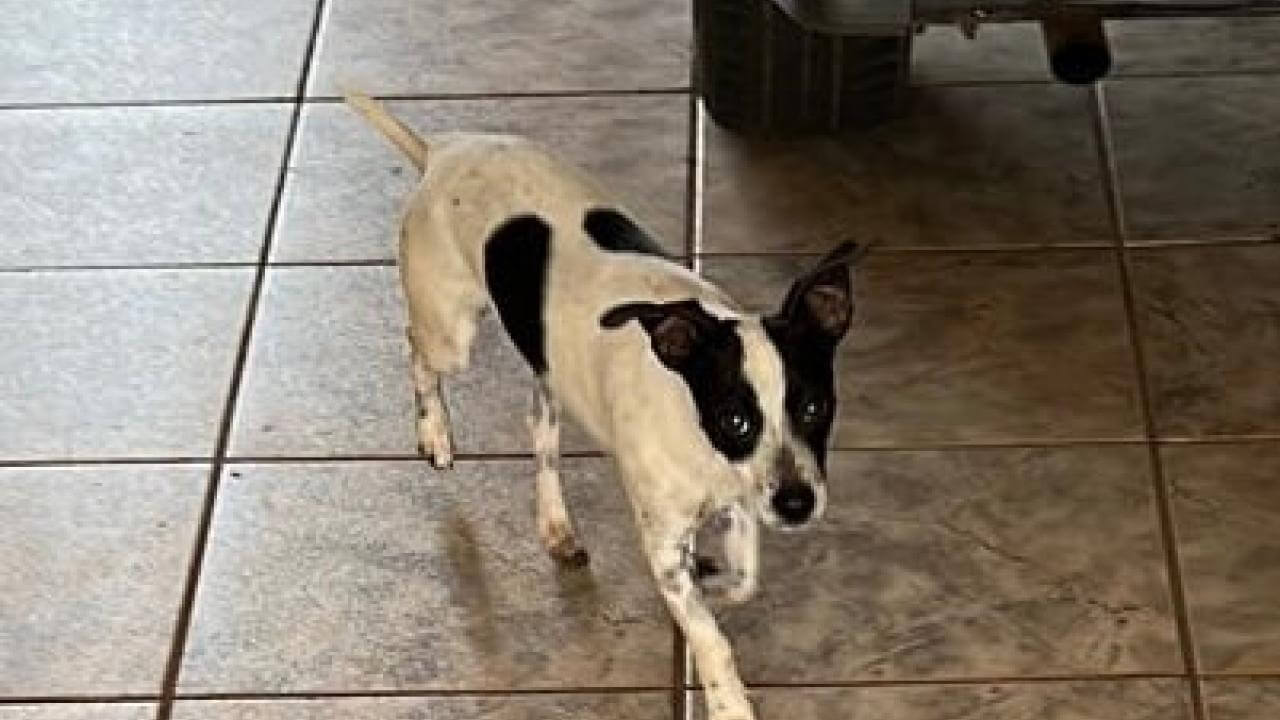Cachorro Fininho desapareceu no bairro Santa Cruz
