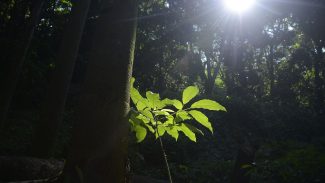 Sesc São Paulo tem programação especial na Semana do Meio Ambiente