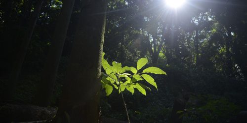 Imagem referente a Sesc São Paulo tem programação especial na Semana do Meio Ambiente