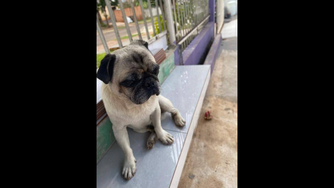 Cachorro Sansão desapareceu no bairro Periolo Cachorro Sansão desapareceu no bairro Periolo