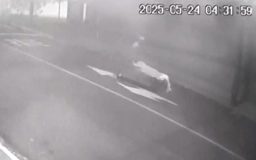 Crime brutal! Vídeo mostra corpo de vítima de homicídio sendo levado em carriola no Paraná