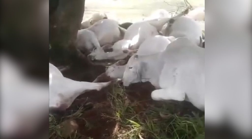 Raio mata 15 bois durante temporal em fazenda no Paraná