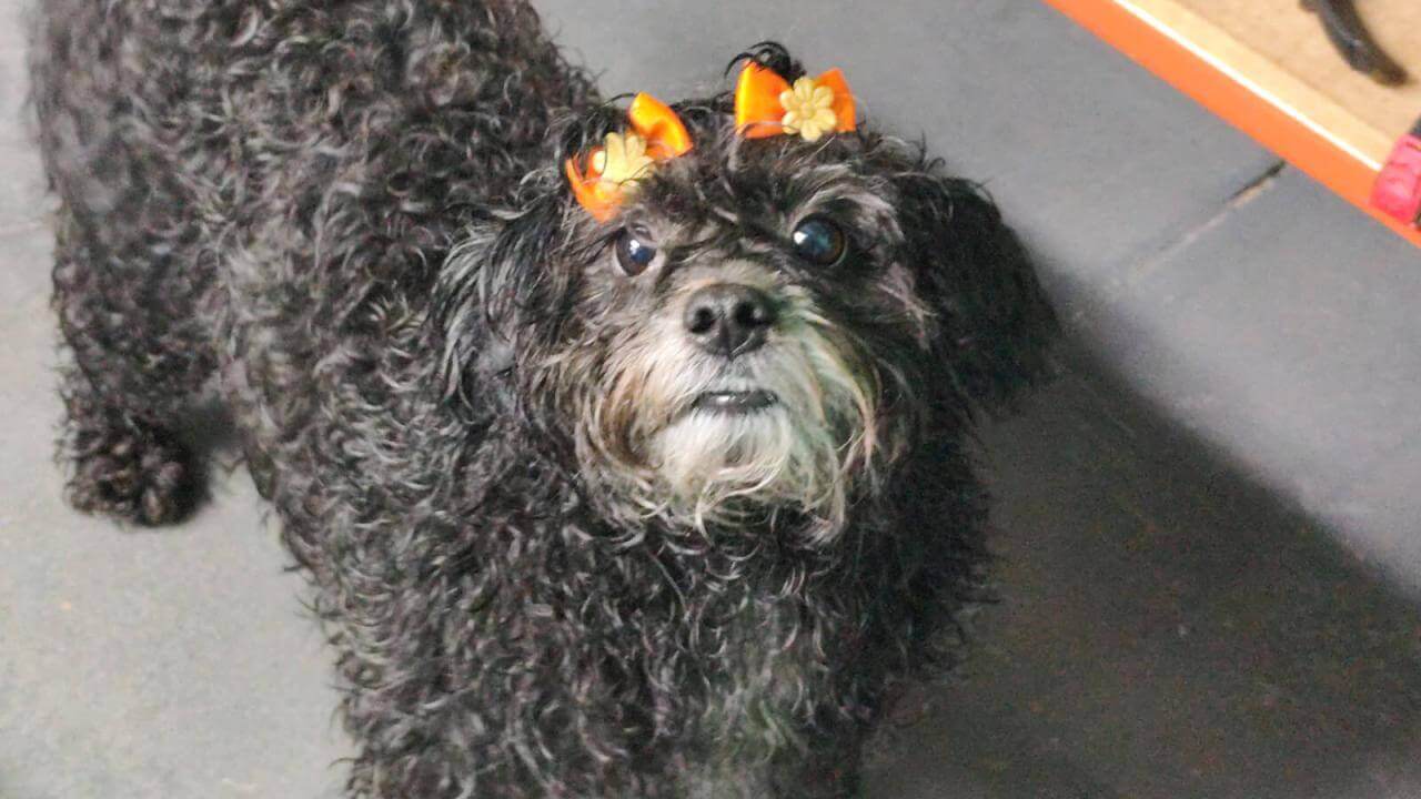 Cachorra é encontrada no bairro São Cristóvão