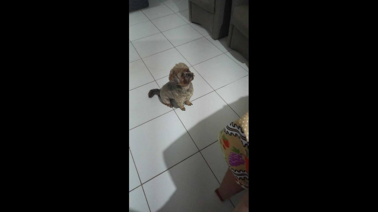 Cachorro Leleco desapareceu no bairro Clarito