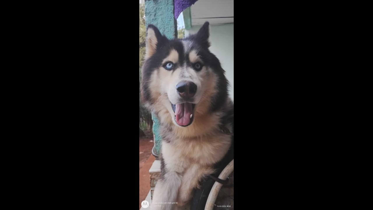 Cachorro Tob desapareceu no bairro Periolo