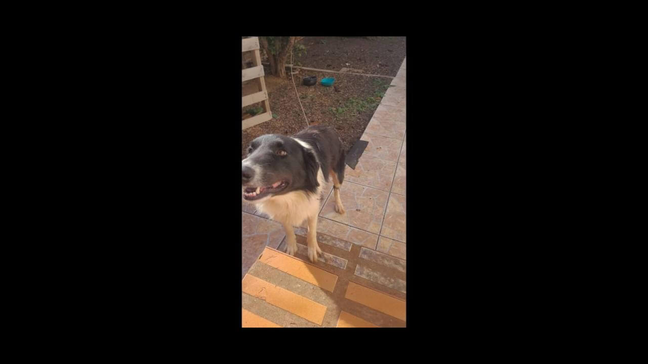 Cachorra Akira desapareceu no bairro Brasília