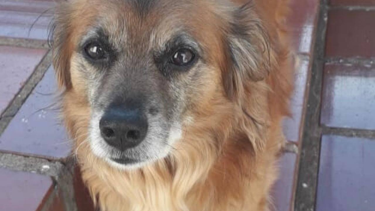 Cachorro Duque desapareceu no bairro Parque São Paulo