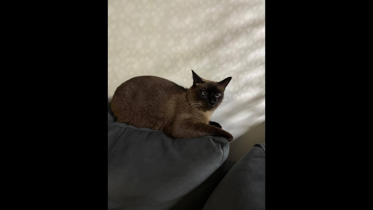 Gata Lua desapareceu no bairro Brasília