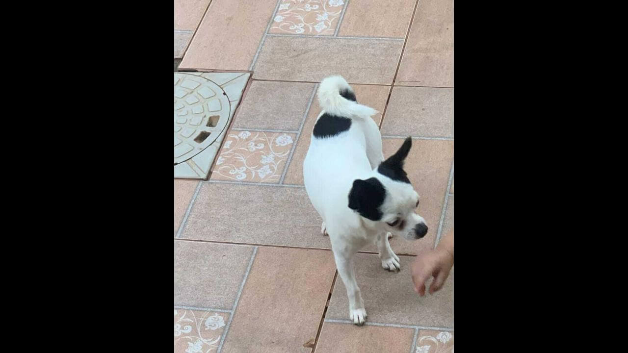Cão Bobi que pertence a uma criança especial desapareceu no bairro Esmeralda