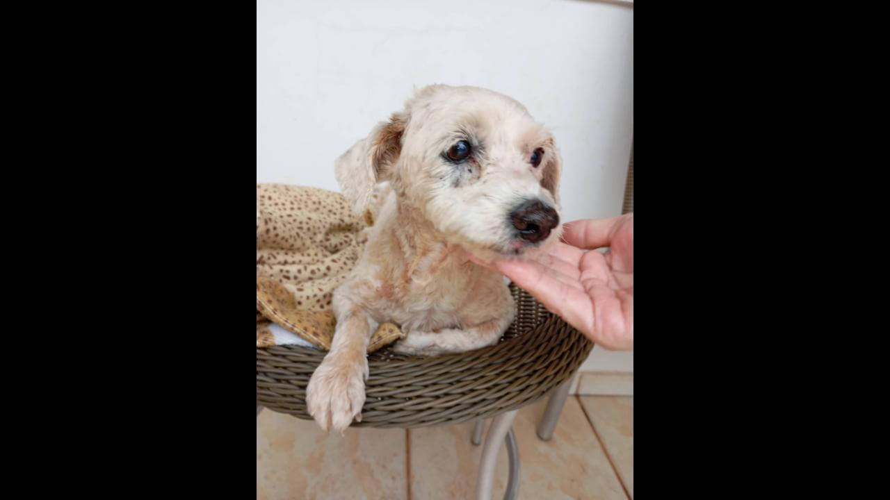 Cachorro é encontrado no bairro Parque São Paulo