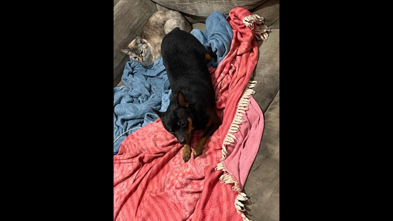 Cachorro Claudinei desapareceu no bairro Angra dos Reis