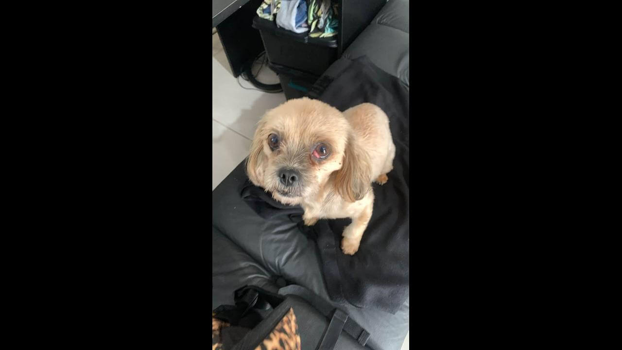 Cachorra é encontrada no bairro Parque Verde
