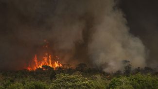 Queimadas fazem desmatamento crescer 92% na Amazônia em maio