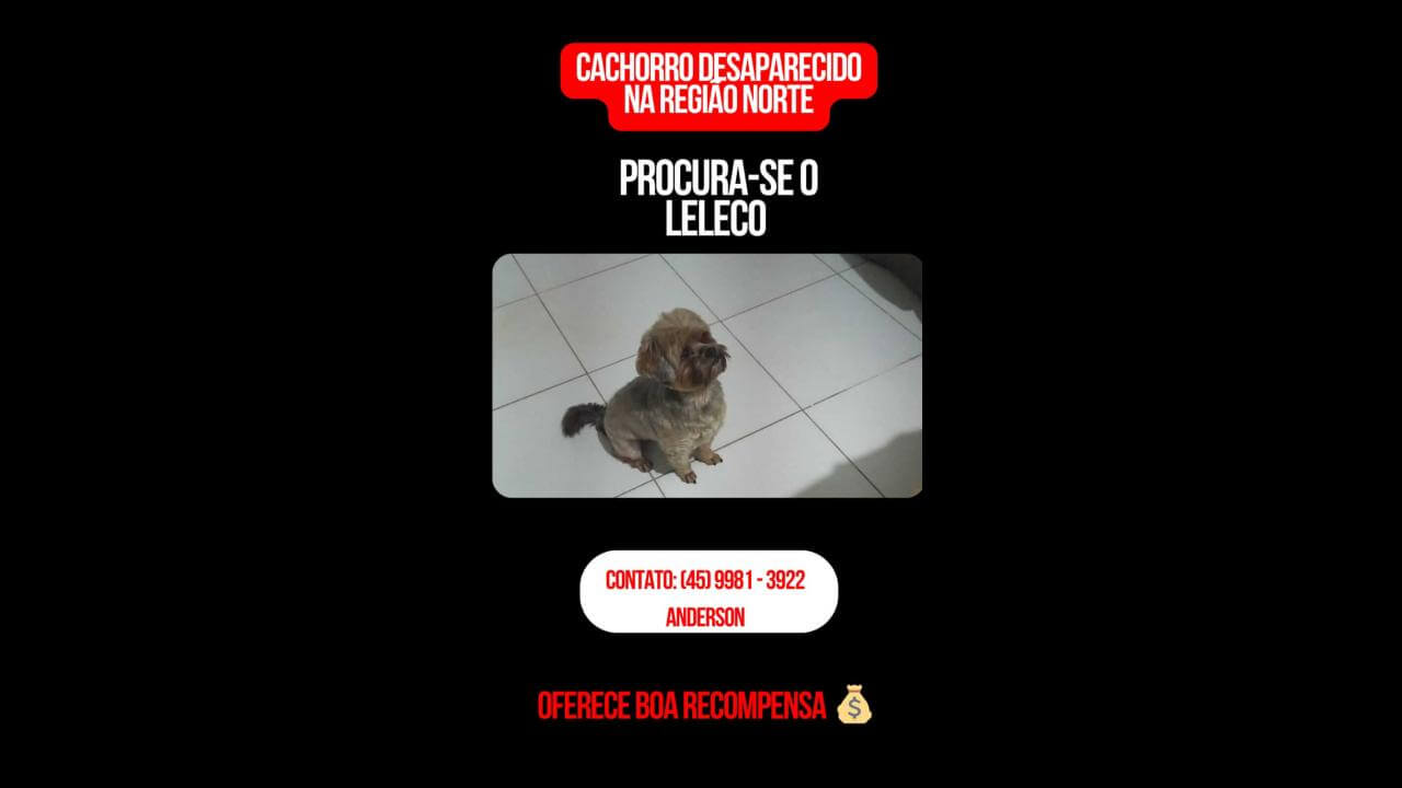 Cachorro Leleco desapareceu no bairro Clarito Cachorro Leleco desapareceu no bairro Clarito