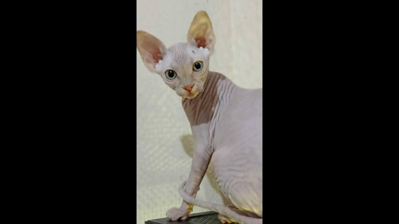 Gata Astrid desapareceu no bairro Brasília Gata Astrid desapareceu no bairro Brasília