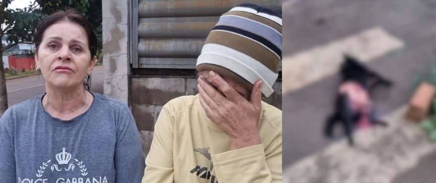 Revolta: Pitbull escapa pela terceira vez e mata cachorro no Riviera em Cascavel
