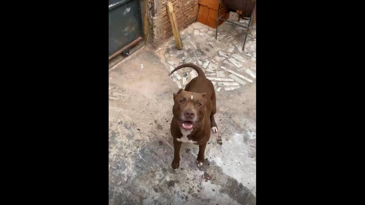 Cachorro Hércules desapareceu no bairro Esmeralda