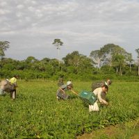 Imagem referente a CMN reduz para R$ 200 mil limite de enquadramento no Proagro