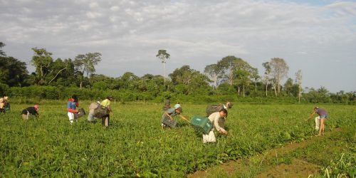 Imagem referente a CMN reduz para R$ 200 mil limite de enquadramento no Proagro