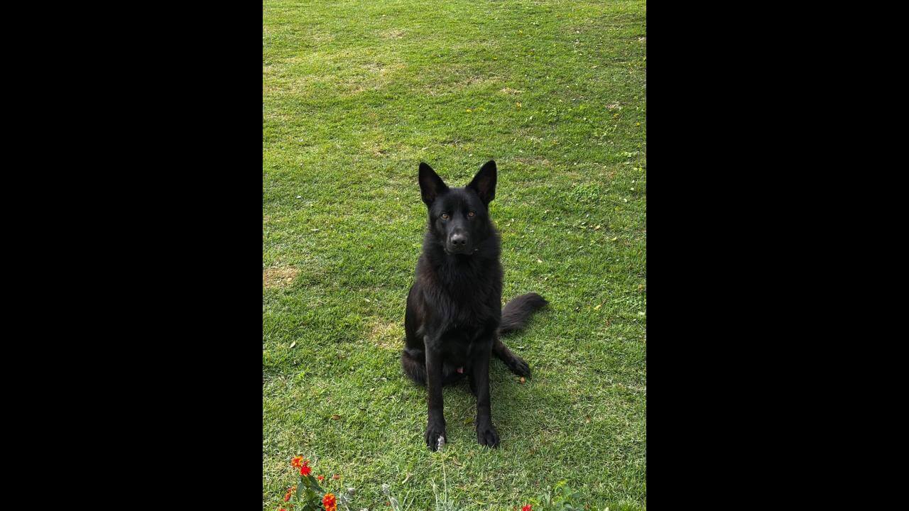 Cachorro Nigga desapareceu no bairro Região do Lago
