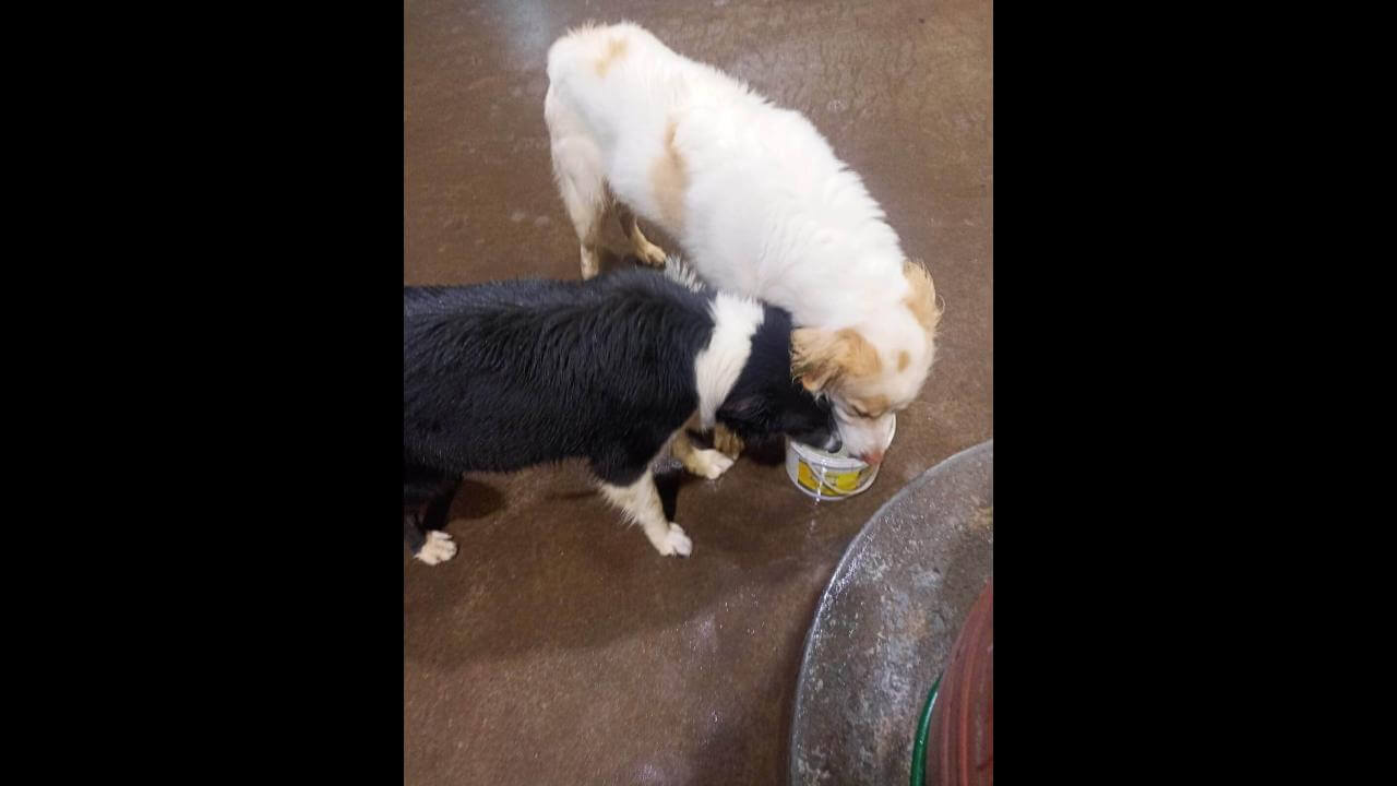 Cachorro é encontrado no bairro Cataratas
