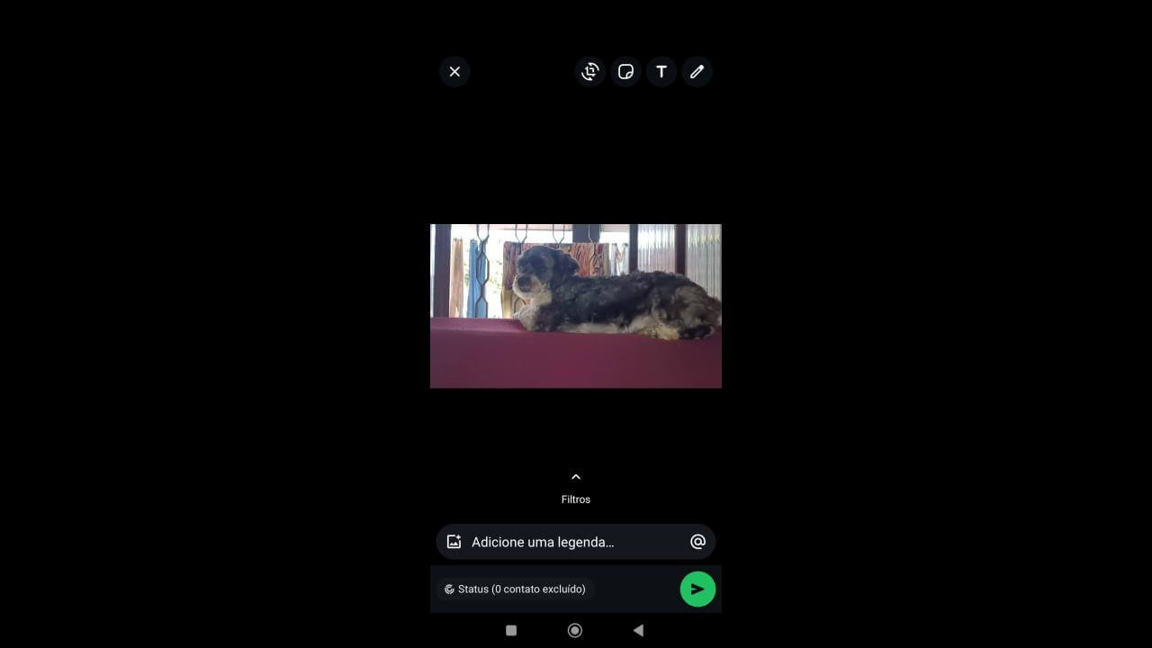 Cachorra Luna desapareceu no bairro Interlagos