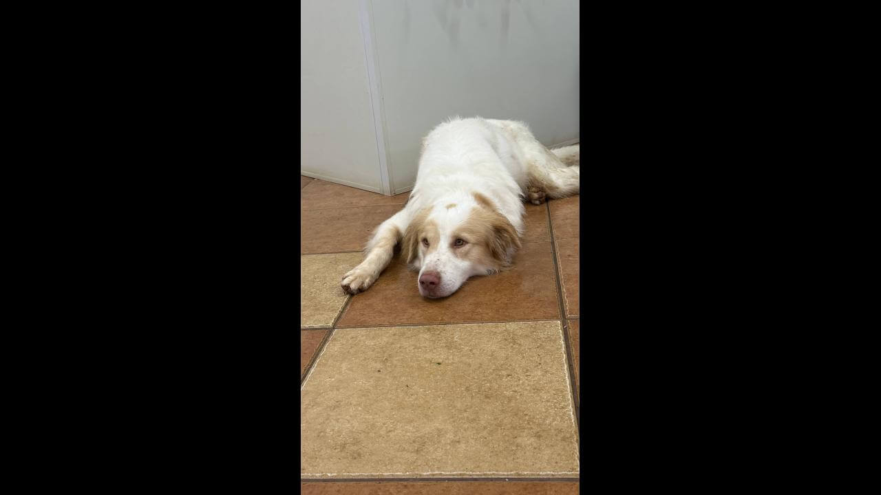 Cachorro é encontrado no bairro Pacaembu
