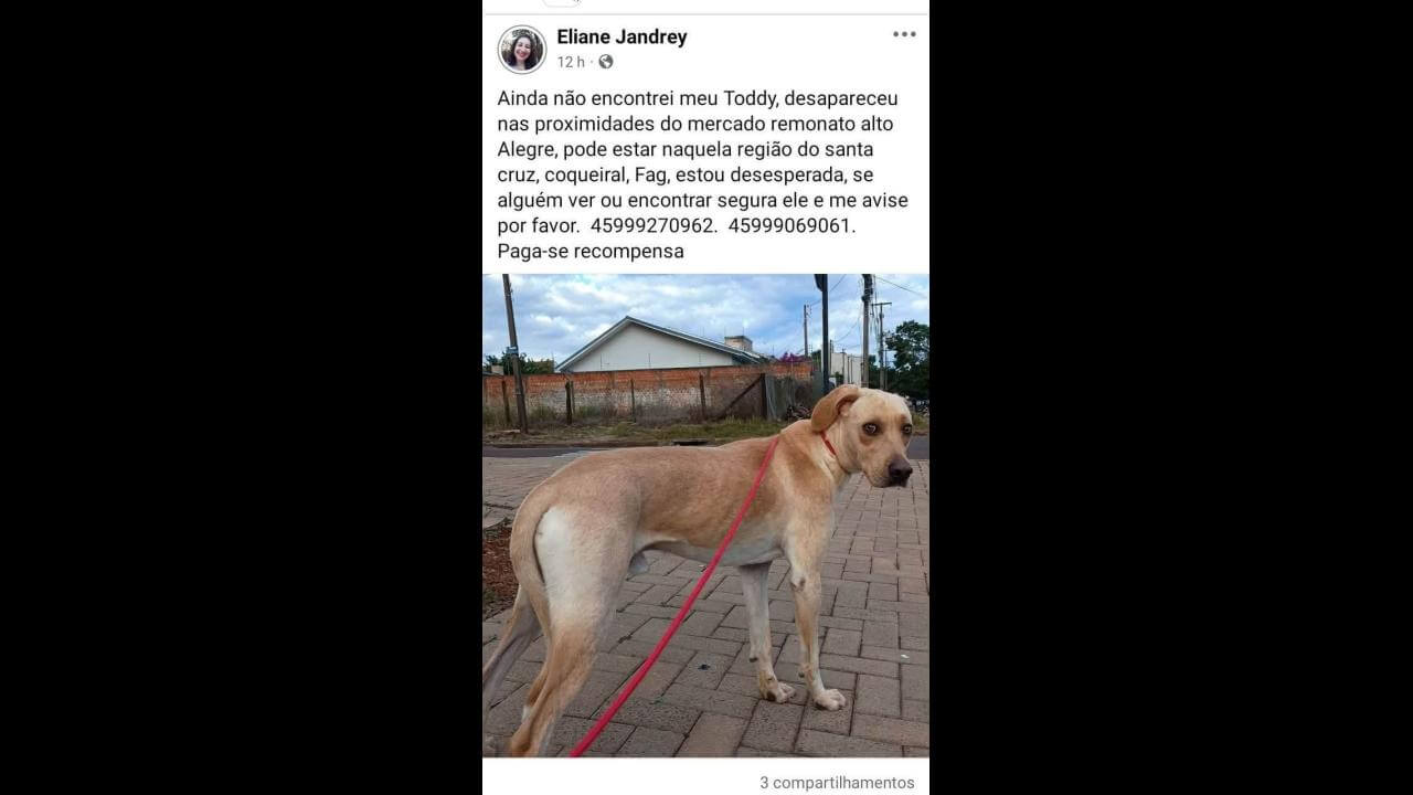Cachorro Toddy desapareceu no bairro Alto Alegre