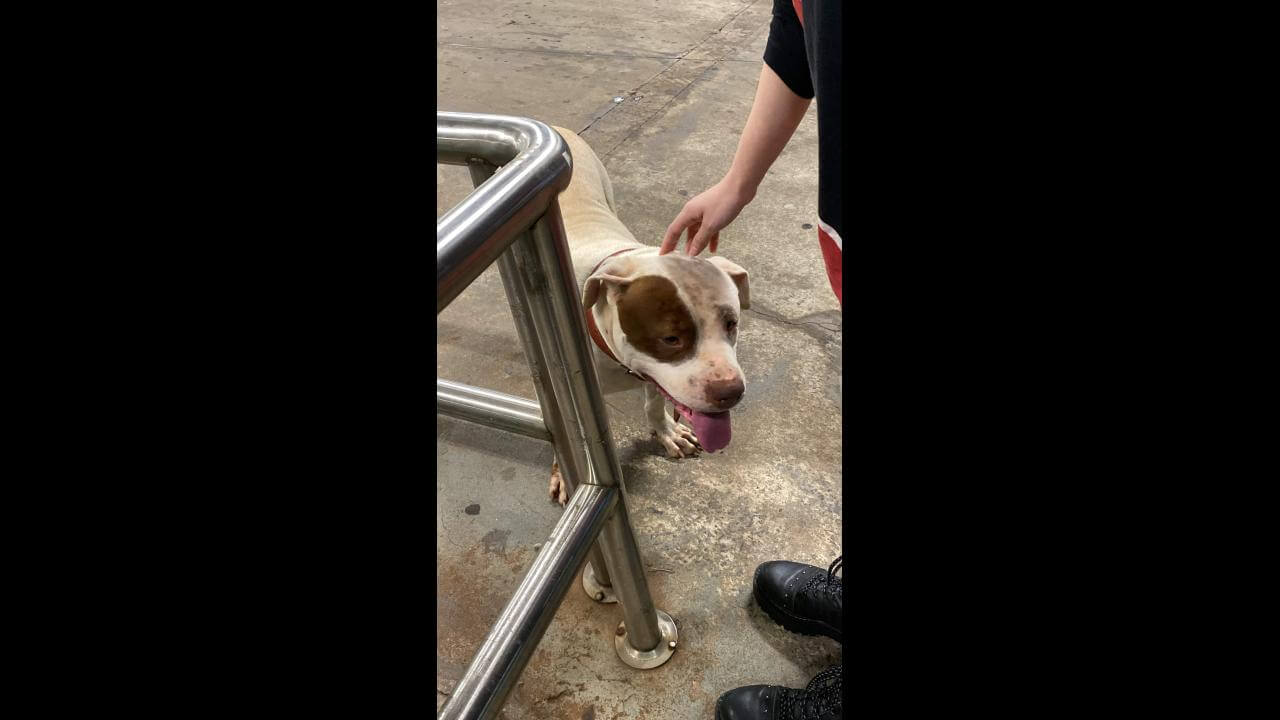 Cachorra é encontrada no bairro Parque Verde