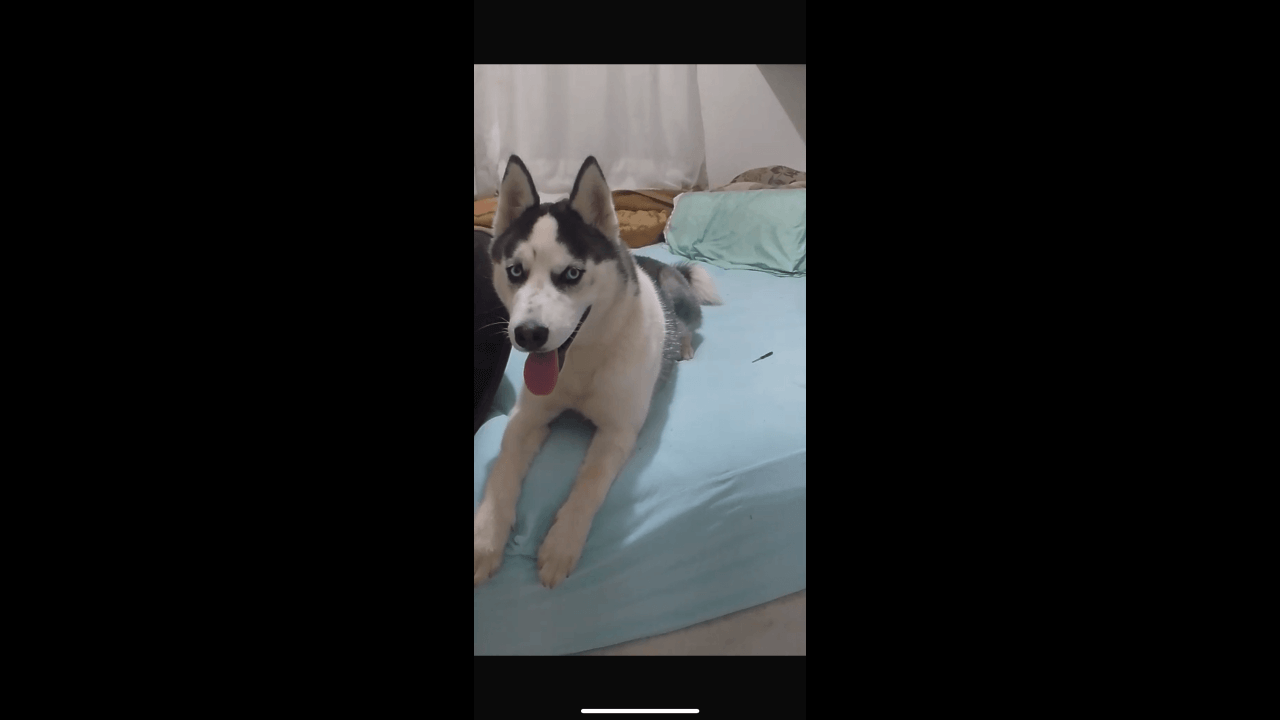 Cachorro Jack desapareceu no bairro Floresta