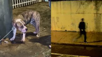 Câmera flagra cachorro correndo atrás de homem no Parque Verde; vítima teve braço e perna dilacerados