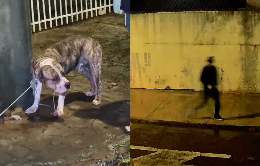 Câmera flagra cachorro correndo atrás de homem no Parque Verde; vítima teve braço e perna dilacerados