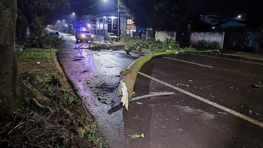 Atenção! Galho de árvore de grande porte cai e interdita rua Uruguai no centro
