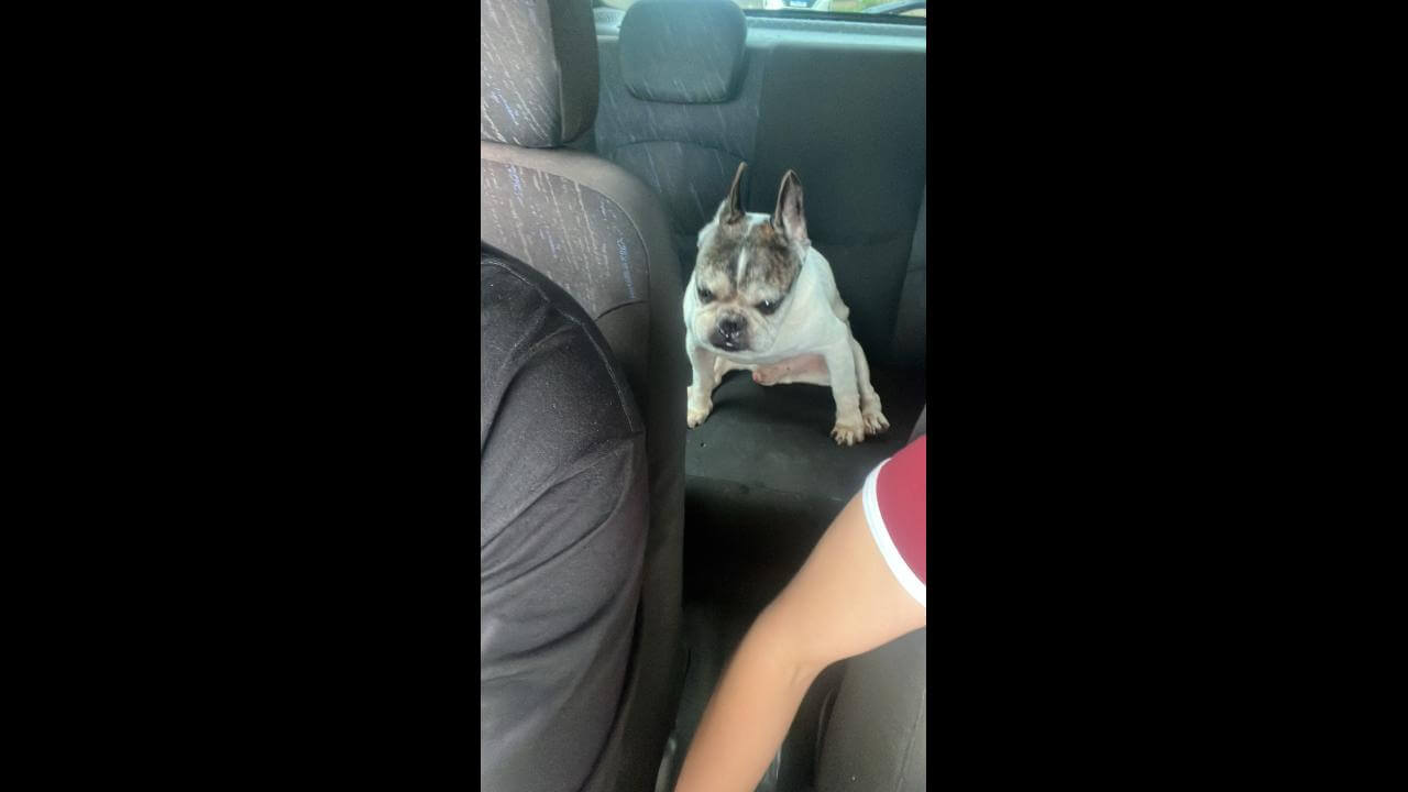 Cachorro é encontrado no bairro Centro